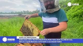 ABELHAS SÃO RESPONSÁVEIS POR 70 DOS ALIMENTOS SECA E QUEIMADAS AFETAM O ECOSSISTEMA apicultura [upl. by Nnyluqcaj]