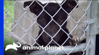 Villalobos Rescue Centre Helps Dogs Rescued From Fighting Rings  Pit Bulls amp Parolees [upl. by Atteiram832]