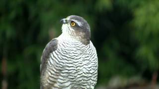 EPERVIER dEuropePortrait dAutomneAccipiter nisus  BRUITX [upl. by Fiel]