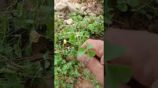 Wood Sorrel Medicinal Plant For identification [upl. by Sherye681]