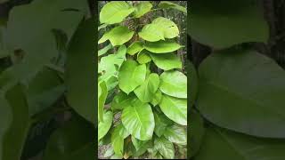 Epipremnum aureum nature [upl. by Emawk775]