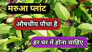 मरुआ प्लांट को कैसे लगाएHow to grow and care Maruva plantOriganum Majorana plant care tips [upl. by Alansen]