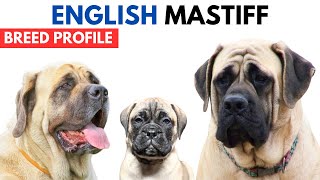 English Mastiff Dog Breed Profile History  Price  Traits  English Mastiff Dog Grooming Needs [upl. by Longerich]