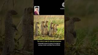 Mother MONGOOSE Protect Her Baby Credit to BBC 🙏 shorts [upl. by Serena]