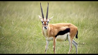 Learn About Thomsons Gazelles  Fun Facts for Kids [upl. by Atinaj]