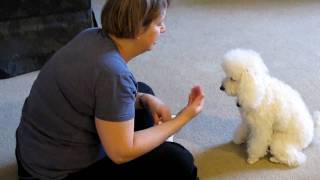 Adorable poodle puppy learns to play the piano and learns to count and performs other tricks [upl. by Ferris]