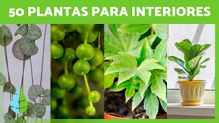 50 PLANTAS de INTERIOR Resistentes y Fáciles de Cuidar 🌵🌼 Nombres y Cuidados [upl. by Auhsuoj]