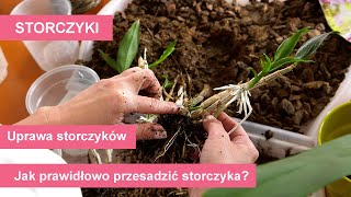 Storczyki  przesadzanie różnych gatunków storczyków Uprawa i pielęgnacja storczyków [upl. by Holmes]