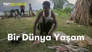 Bir Dünya Yaşam  Afrikada Balıkçılık  TRT Belgesel [upl. by Aciret]