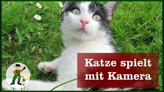 Katze spielt mit der Kamera [upl. by Lowe]