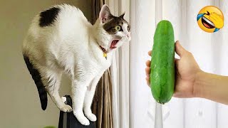 Funny Cat Fails  Funny Cat Compilation  funny pets memes [upl. by Letsirk]