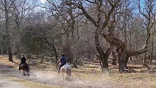 Tour of Dyrehaven 🇩🇰  Horse Riding  Almir Jan denmarkcopenhagen travelwalkinghorsefun [upl. by Tarrant]