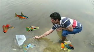 River fishing  Catching river fish for aquarium in tamil [upl. by Sclater304]