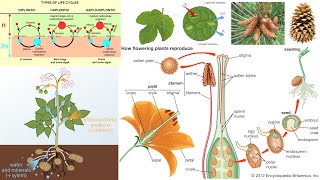 Plant Diversity Flowering Plants Gymnosperms Bryophytes Pollination [upl. by Piwowar]