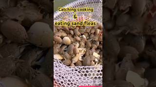 Eating sand fleas How to Catching amp cook sand fleas fishing fishingtutorial [upl. by Chilton]