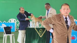 kennel club Perú Campeonato Latinoamericano [upl. by Juliet]