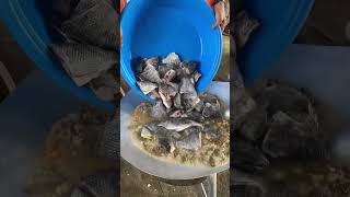 Fresh tilapia fish asfarmingph asfarming farming idol idolfarm farmlife [upl. by Anera]