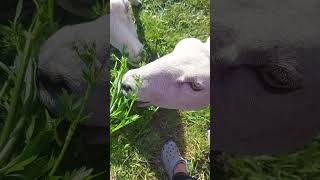 will sheep eat italian parsley funnyanimals mukbang sheep nzlife [upl. by Nomor]