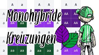 Monohybride Kreuzung  Genetik vereinfacht genetik bildung simplified [upl. by Ode]