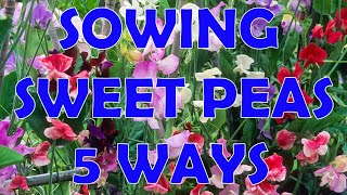 Growing Sweet Peas Trial  Part 1 Sowing [upl. by Bruner59]