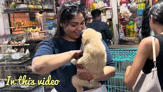 low Price Pets shop in Crawford Market Mumbai  Mumbai Cheap Pet Market [upl. by Aerua57]