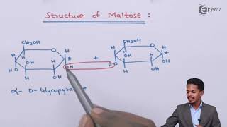 Structure of Maltose  Biomolecules  Chemistry Class 12 [upl. by Stannwood]