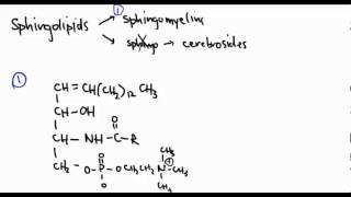 Lipids 12 Sphingolipids [upl. by Shawnee]