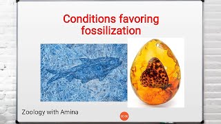 Fossils  conditions favoring fossilization  Process of fossilization [upl. by Ain]