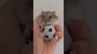 cute hamster likes football shorts shortsfeed shortsvideo viral football [upl. by Calysta]