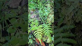 Flora Pteridophyta equisitum horse tail plants with beautiful location at DHARMASHALA [upl. by Mehetabel]