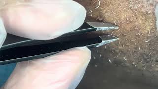 Tweezing chin hair 10💙🤍🖤 chin tweezer womanwithhair removal pcos [upl. by Fisuoy]