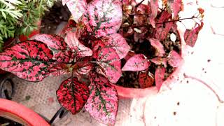 Polka dot plant Hypoestes phyllostachya care [upl. by Sew837]