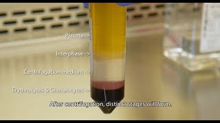 Isolate PBMCs with Lymphopure™ [upl. by Ys84]