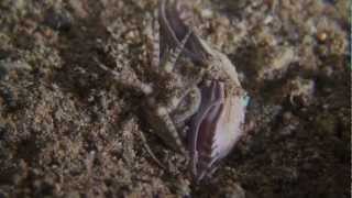 A Weird Underwater Predator  The Bobbit Worm in Anilao Philippines [upl. by Yecaj]