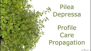 Pilea Depressa Profile Care Propagation [upl. by Hachmin558]