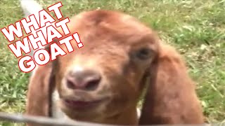 What What Goat Vine 10 Minutes Version  CopyCatChannel [upl. by Arly291]