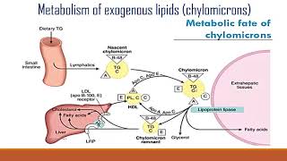 Metabolism of exogenous lipids Introduction to lipoprotein metabolism part 2 [upl. by Airbas]