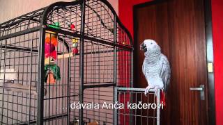 Papagáj sivý  žako rozpráva  gray parrot talking [upl. by Ellicec]