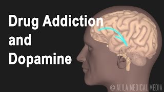 Mechanism of Drug Addiction in the Brain Animation [upl. by Eitsirc]