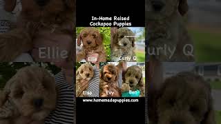 Cockapoo Puppies httpswwwhomemadepuppiescombreedscockapoo cockapoo cockapoopuppy cockapoos [upl. by Shutz]