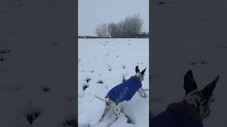 Snow in Galway Ireland 9 March 2023 ireland irishweather [upl. by Shirah]