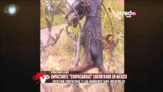 Impactante quotChupacabrasquot encontrado en México [upl. by Novyad]