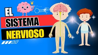 El sistema nervioso Sus componentes  Función e importancia Video educativo para niños [upl. by Kealey571]