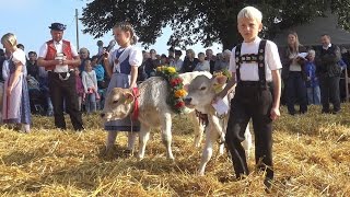 Viehschau Schwellbrunn 2016 Teil 2 [upl. by Yttisahc]