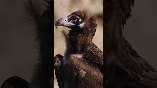 Cinereous Vulture birdspecies shortvideo [upl. by Aisercal]