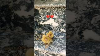 Cute Duckling Baby shorts pigeons [upl. by Pernick963]