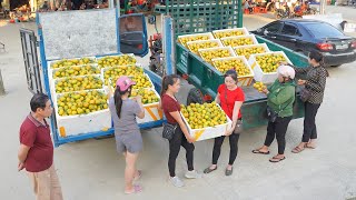 Buy Many Tangerines From My FarmĐao and Use Trucks To Transport And Sell To People [upl. by Yaya]