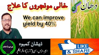 HOW WE CAN GET GRAIN FILLED RICE SPIKELETS [upl. by Eelrebmyk]