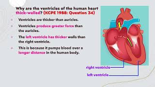 Circulatory System Why are ventricles thicker than auricles [upl. by Laira]