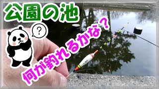 【公園の池・小物釣り】ヤバい！大和川でオイカワが釣れない時の救世主！？久しぶりに真冬でも釣れた池へやって来ました！グルテンα21で雑魚釣りはとっても楽しいぞ！ [upl. by Noirred]